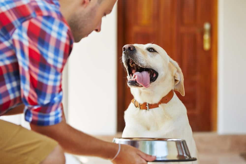 12 Best Dog Foods Without Peas 2023 (Premium & Budget) K9 