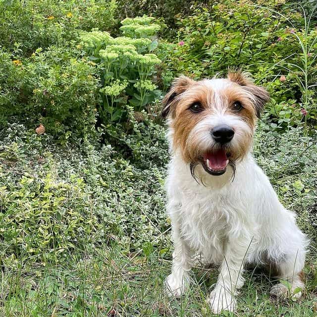 A Parson Russell Terrier sitting on the grass