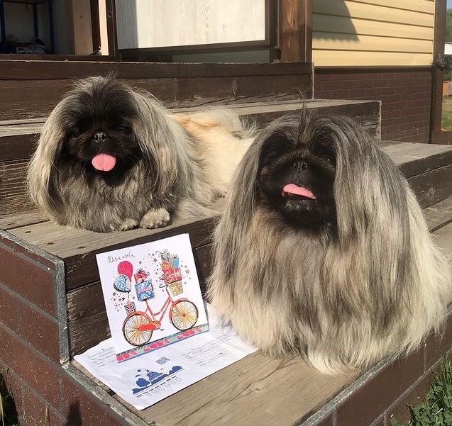 Two Pekingese dogs