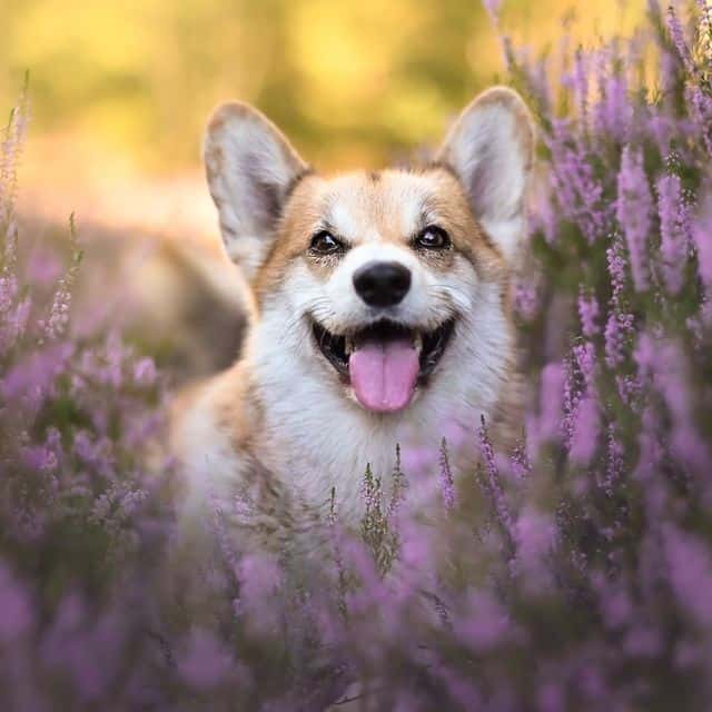 A smiling Pembroke Welsh Corgi among lavender plants
