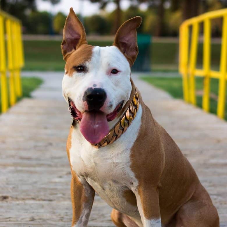 A Pit Bull Bull Terrier mix