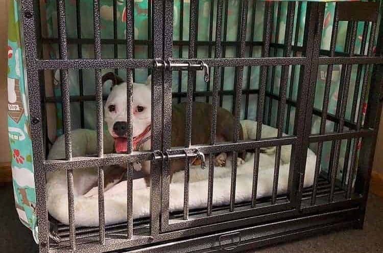 A Pitbull lying inside a metal heavy-duty dog crate