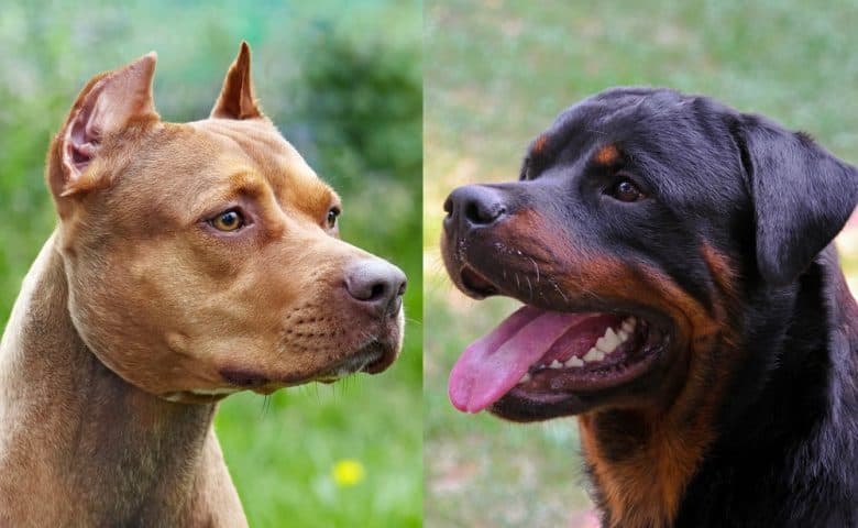 Side-view images of an American Pitbull Terrier and a Rottweiler
