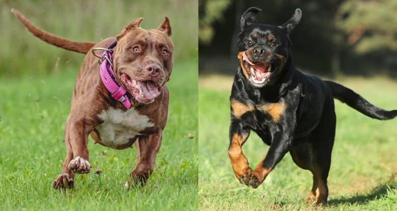 American Pitbull Terrier and Rottweiler running