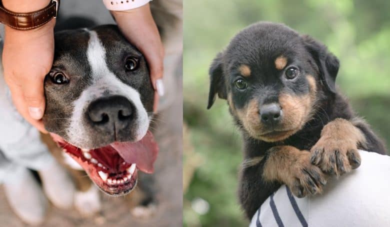 A smiling American Pitbull Terrier and a Rottweiler puppy