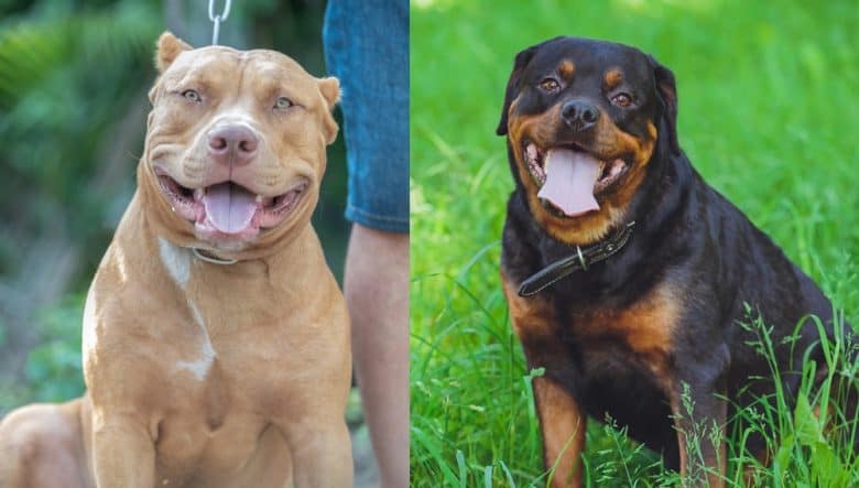 An American Pitbull Terrier and a Rottweiler smiling