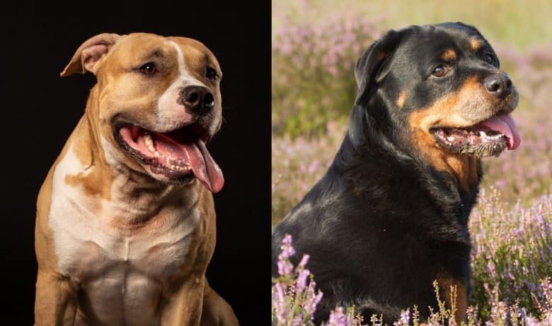 An American Pitbull Terrier and a Rottweiler sticking their tongues out