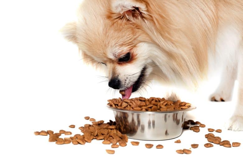 A Pomeranian eating dog food from bowl