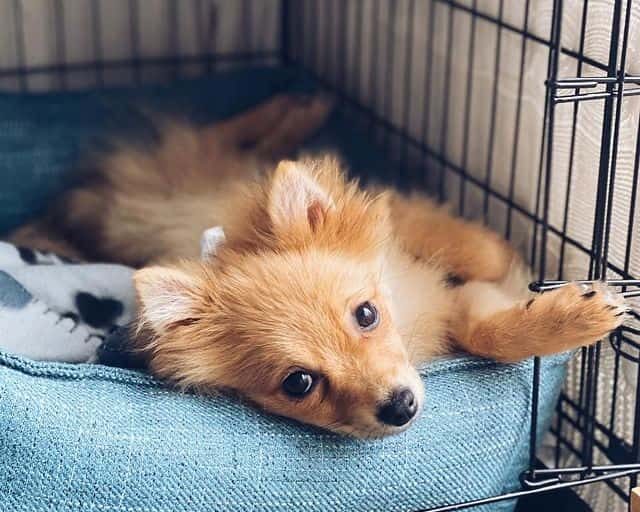 A Pomeranian inside a wire dog crate