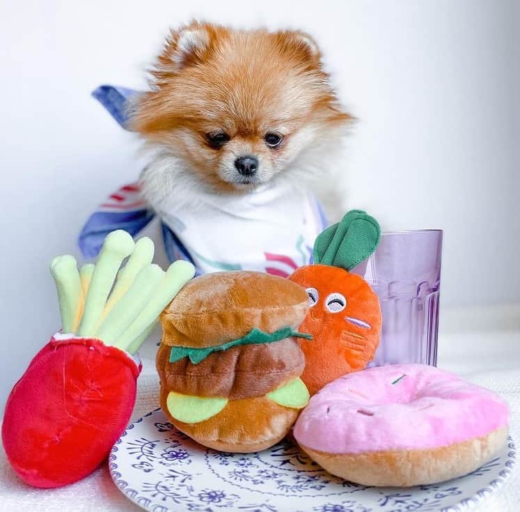 A Pomeranian playing with food-shaped toys