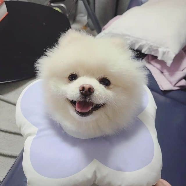 A white Pomeranian smiling