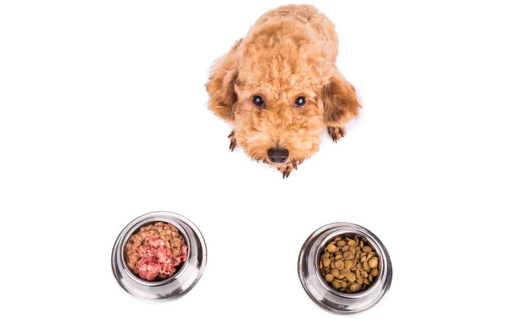 Poodle dog choosing between raw meat or kibbles as meal