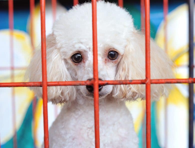A Poodle sitting inside a wire crate