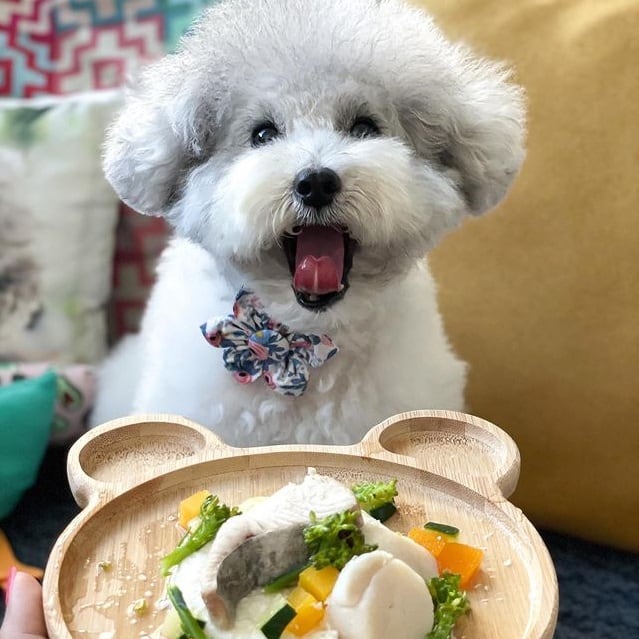 A Poodle smiling over its food