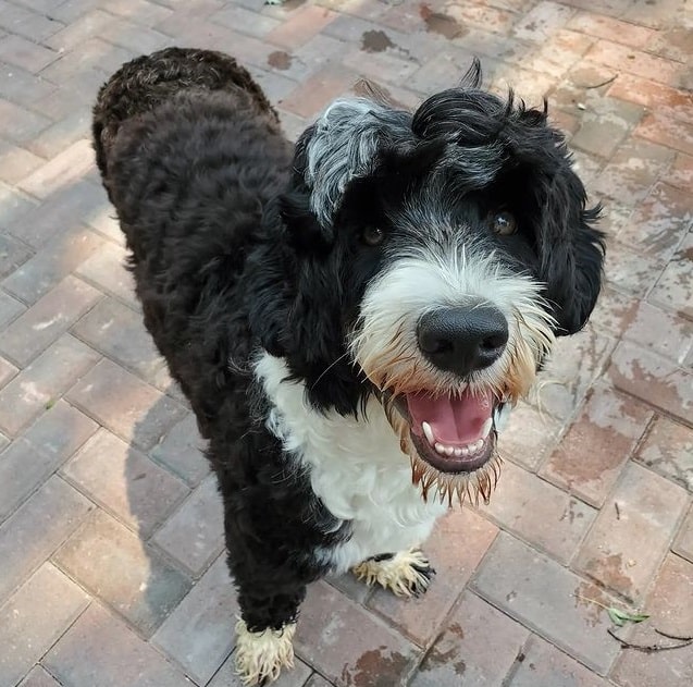 A black-and-white Portuguese Water Dog