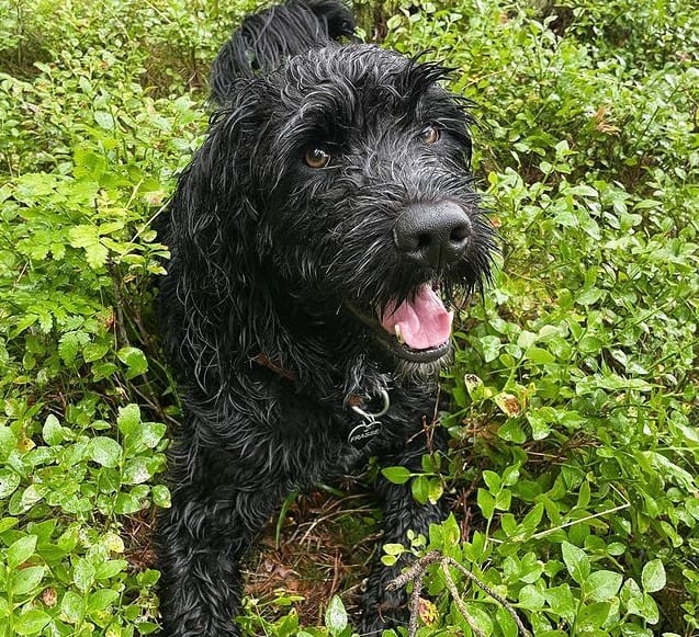 A black Portuguese Water Dog resting among the bushes