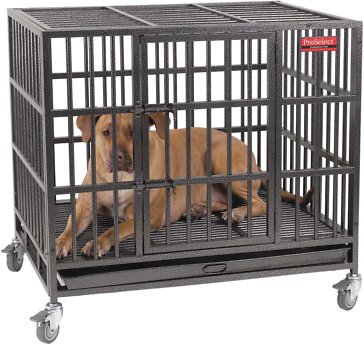 A brown dog lying inside a ProSelect Empire Dog Cage