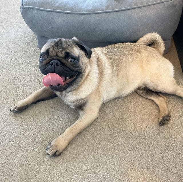 A smiling Pug lying on a carpeted floor