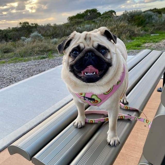 A leashed Pug smiling
