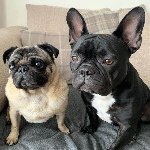 A Pug and a French Bulldog sitting on a couch together