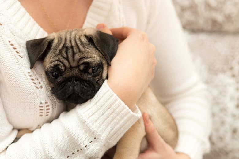 A Pug puppy in a woman's arms