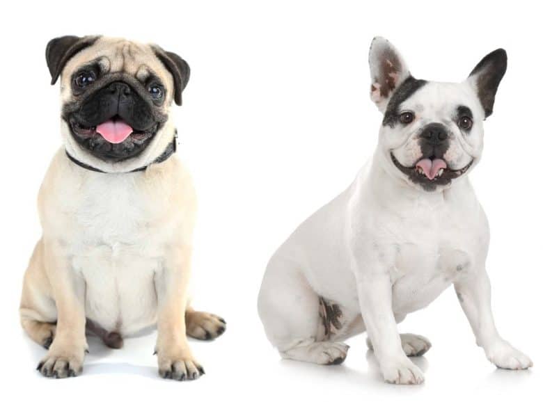 A Pug and a French Bulldog sitting