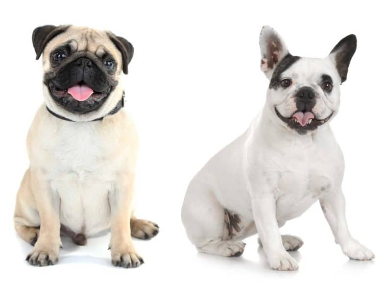 Pug vs Frenchie: Which Dog Breed is a Better Family Pet? - K9 Web