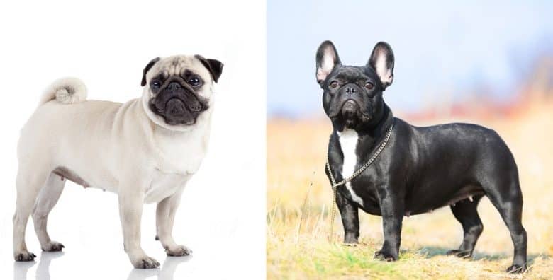 A Pug and a French Bulldog standing