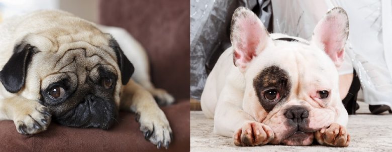 A Pug and a French Bulldog lying down