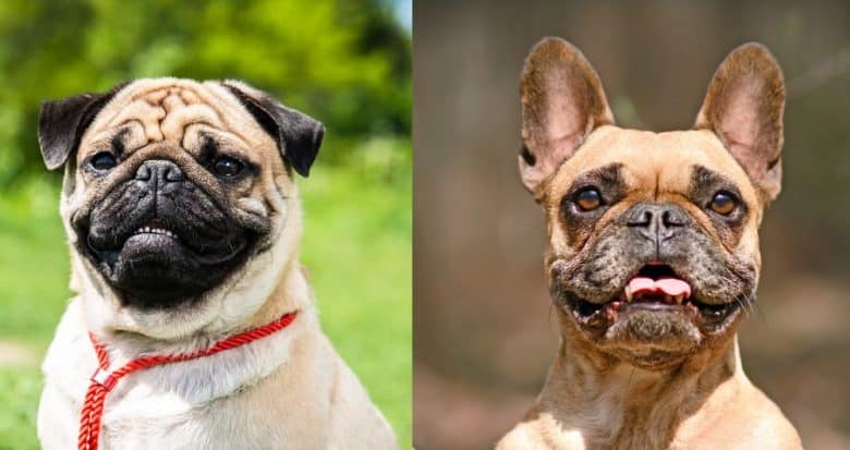 Smiling Pug and Frenchie