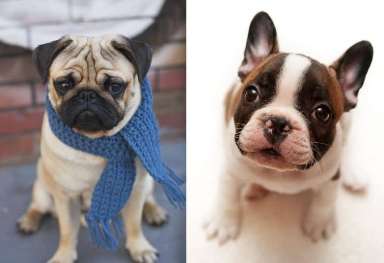 A Pug puppy and a French Bulldog puppy