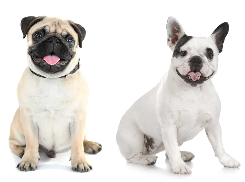 Are Pugs And French Bulldogs Related