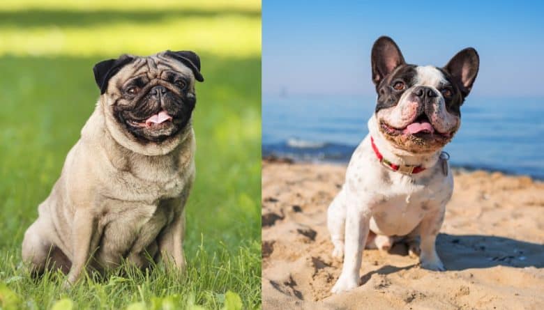A Pug sitting on grass and a French Bulldog sitting on sand