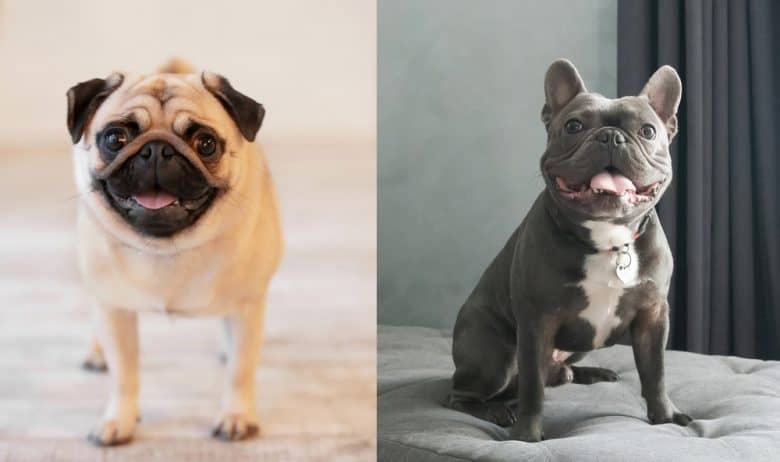A standing Pug and a sitting French Bulldog