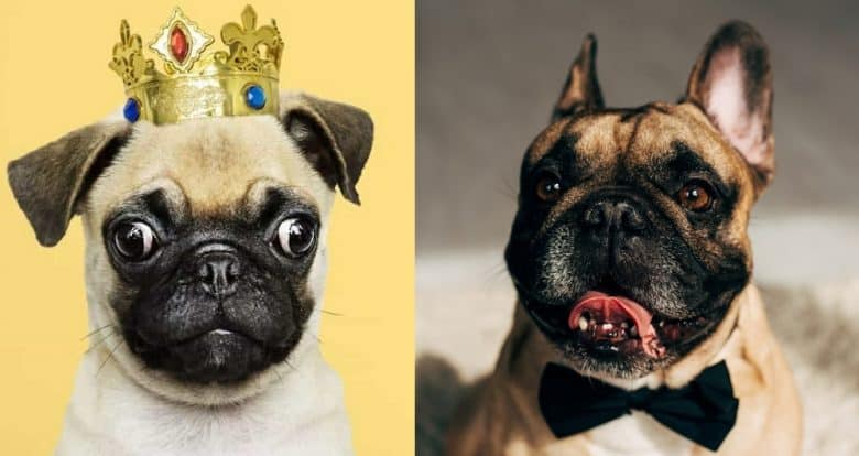 Close-up images of a Pug and a French Bulldog