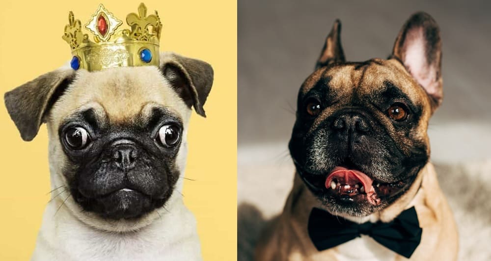 Pug vs Frenchie Which Dog Breed is a Better Family Pet? K9 