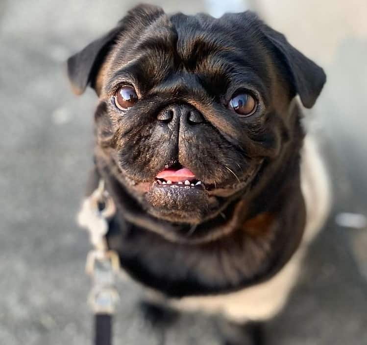 A leashed black Pug
