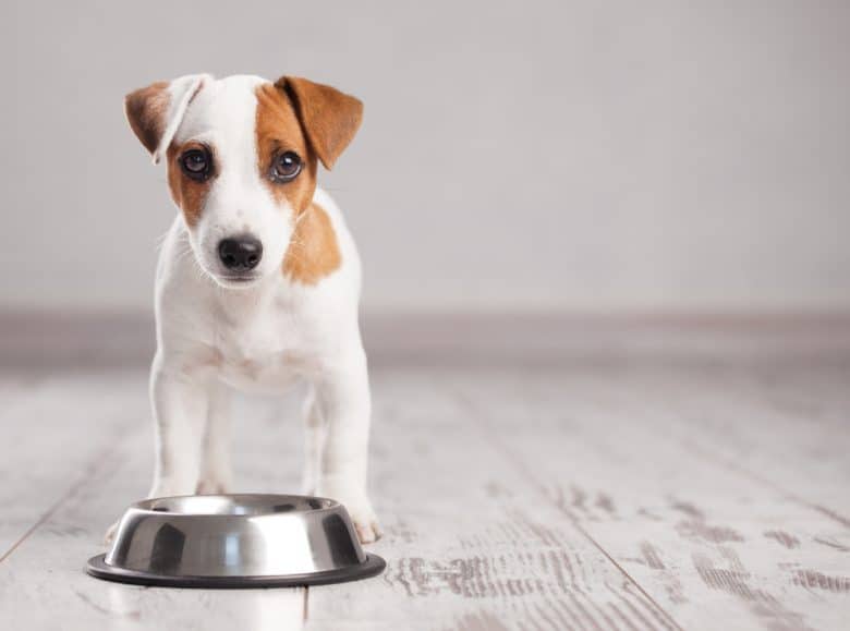 A puppy standing next to a stainless food bowl
