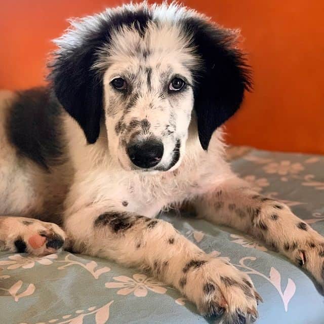 A Pyrenean Mastiff puppy lying on a bed