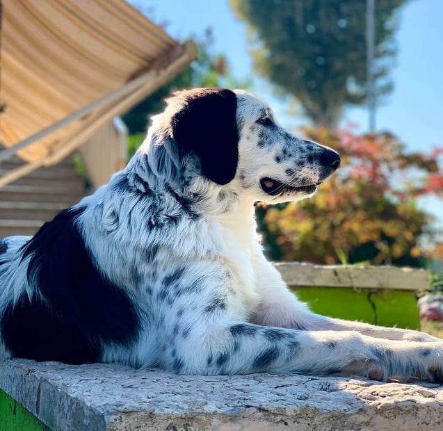 A Pyrenean Mastiff lying outdoors