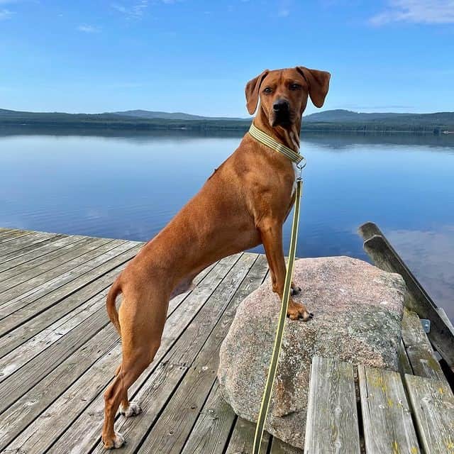 A Rhodesian Ridgeback standing by a lake