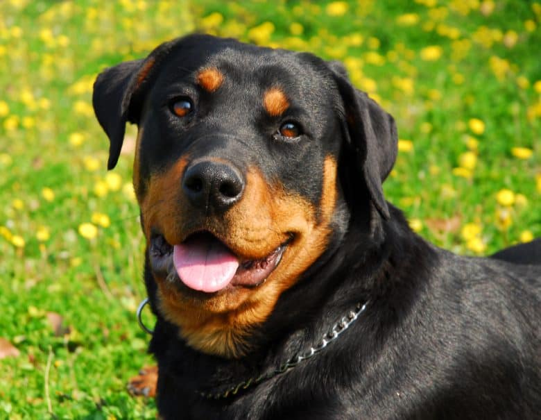 A close-up image of a smiling Black and Rust Rottweiler