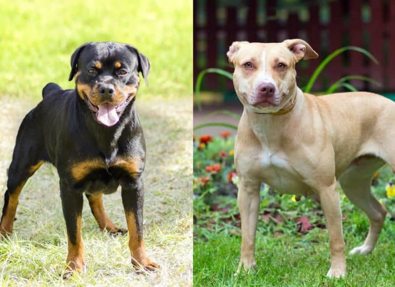 A Rottweiler and an American Pitbull Terrier standing