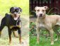 Rottweiler vs Pitbull: Which Makes a Better Family Pet?