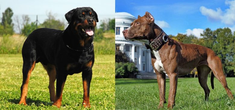Full-body images of the Rottweiler and APBT