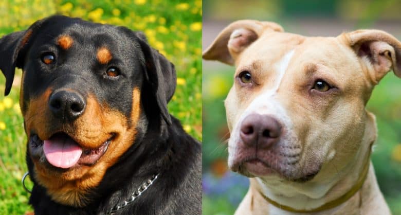 Side-by-side close-up image of Rottweiler and APBT