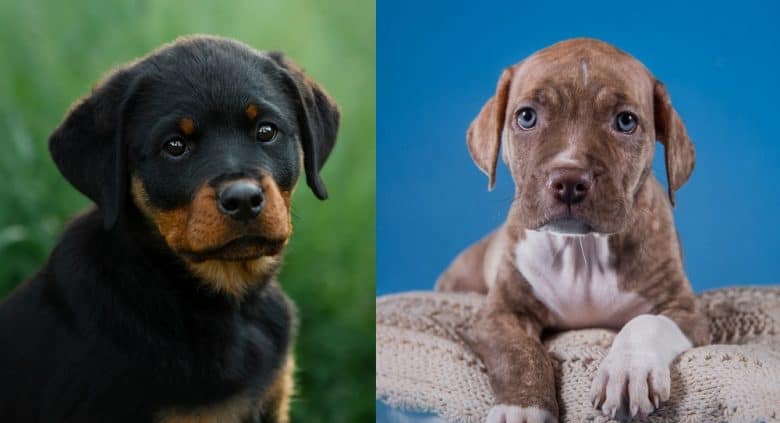 Rottweiler and American Pitbull Terrier puppies