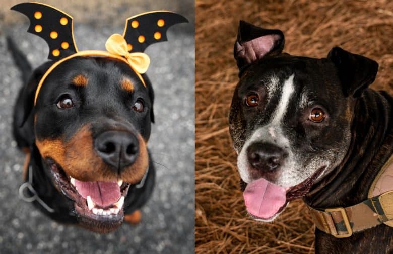 A Rottweiler and an American Pitbull Terrier looking up
