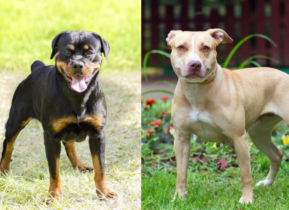 rottweiler fights pitbull