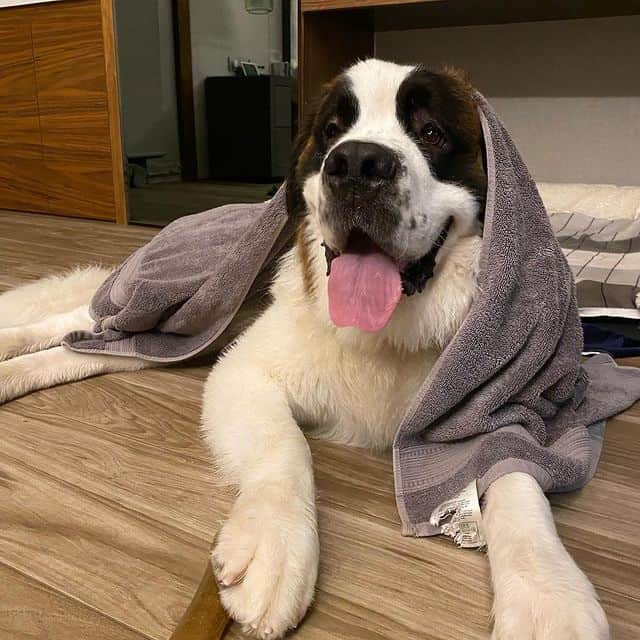 A Saint Bernard lying on the floor